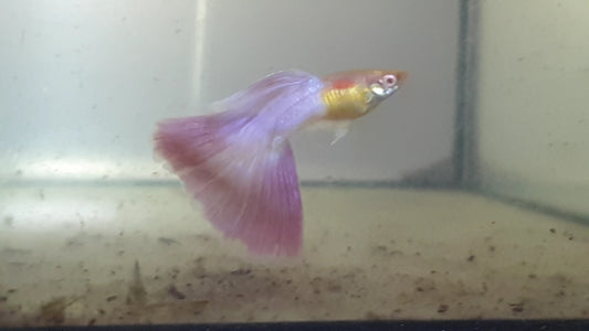 Albino Candy Pink Guppys - Hochzucht Guppys