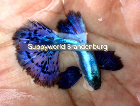 Guppy Purple Blue Mosaic - Super Dumbo Big Ears - Hochzucht Guppy