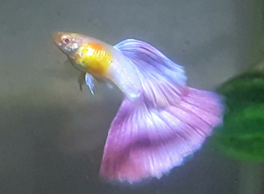 Albino Candy Pink Guppys - Hochzucht Guppys