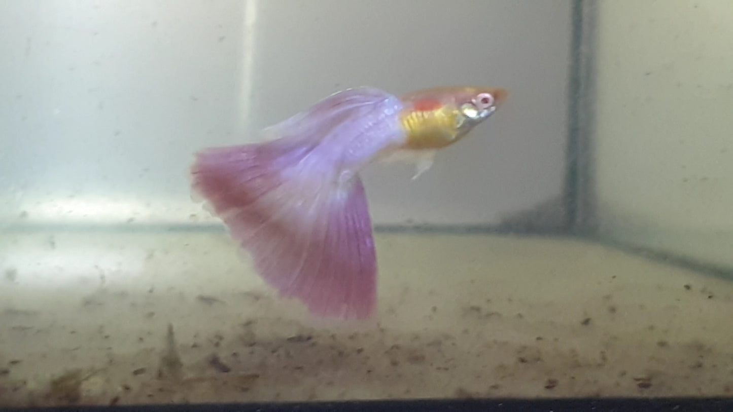 Albino Candy Pink Guppys - Hochzucht Guppys