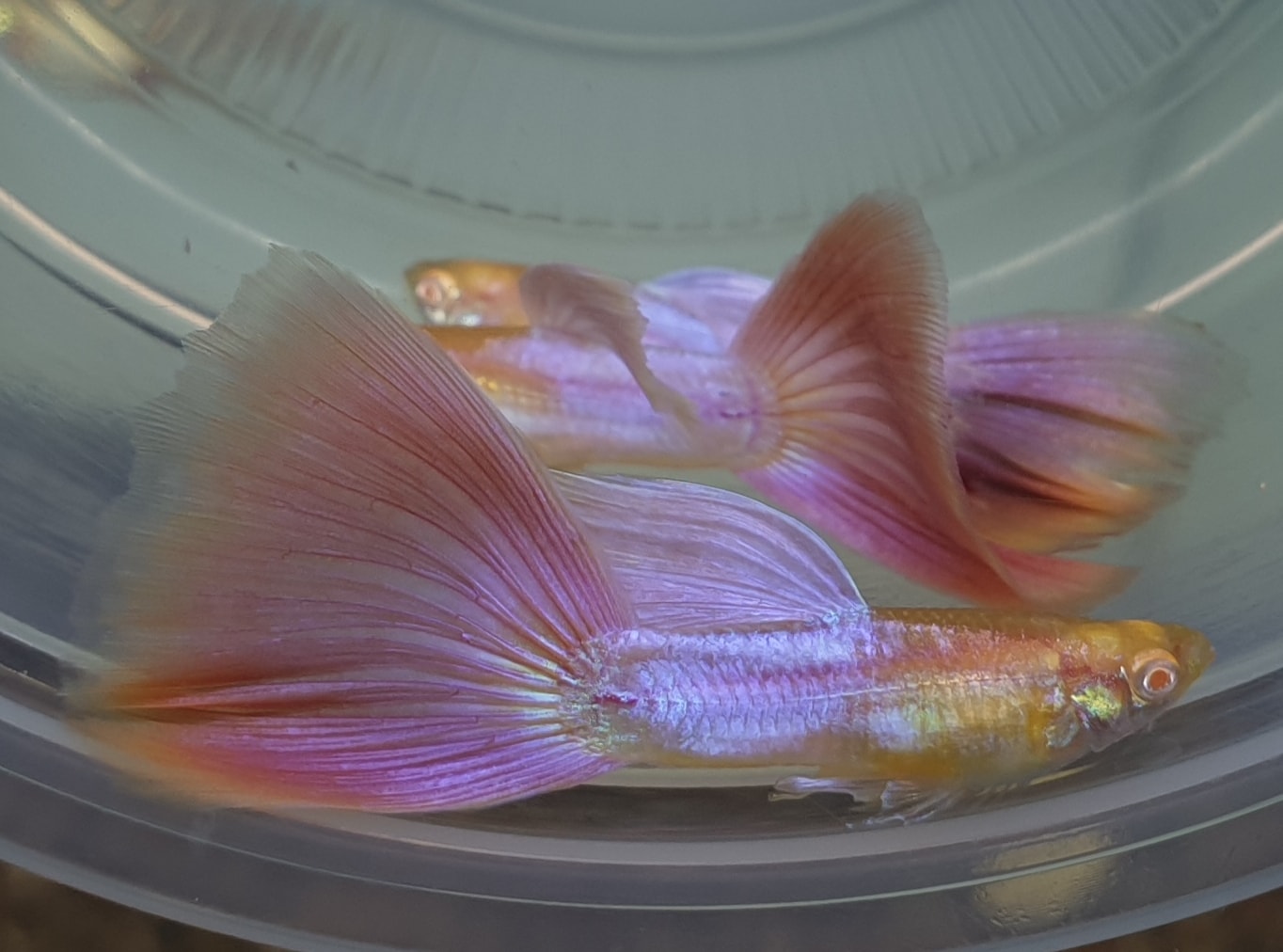 Albino Candy Pink Guppys - Hochzucht Guppys