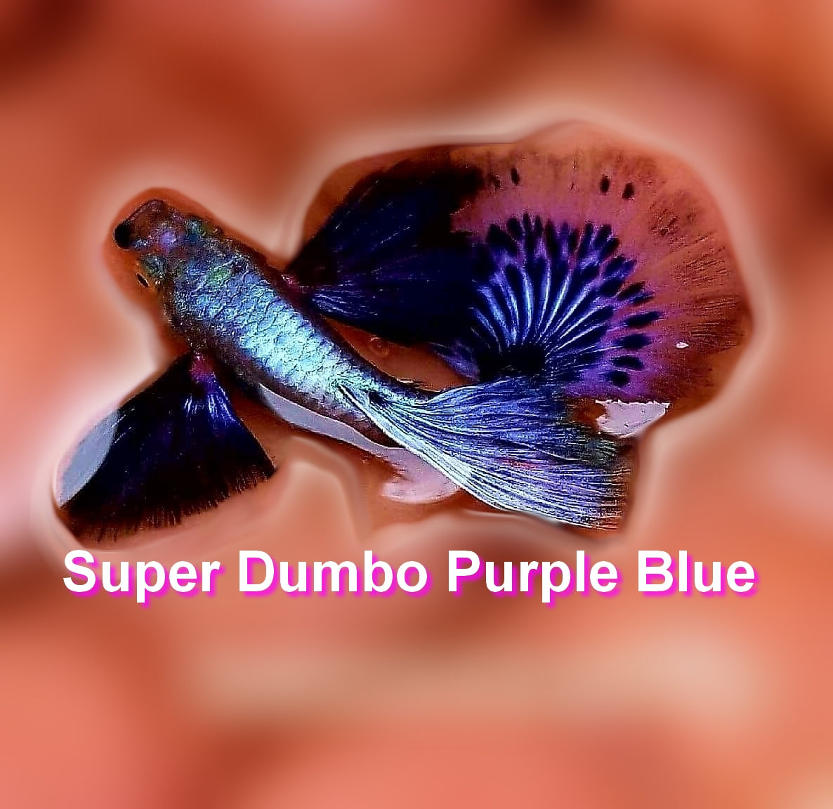 Guppy Purple Blue Mosaic - Super Dumbo Big Ears - Hochzucht Guppy